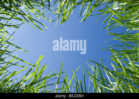 Looking up through grass from ground level. Stock Photo