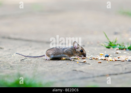 Wood mouse, also known as field or long-tailed mouse eating bird seed on patio in garden with out of focus background Stock Photo