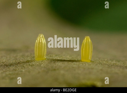 Small White Butterfly Artogeia rapae ova or eggs on cabbage macro single laid two pair 2 Stock Photo