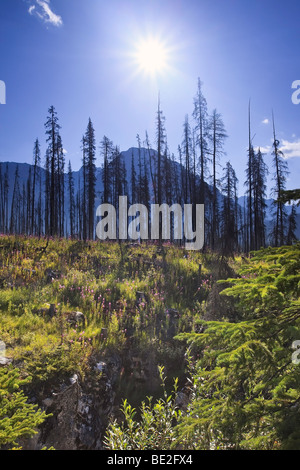 Forest renewal after the 2003 Kootenay Wildfires, Marble Canyon, Kootenay National Park, British Columbia, Canada. Stock Photo