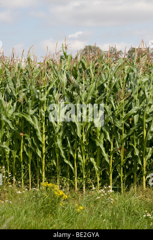 Organic maize crop growing in a field in England Stock Photo