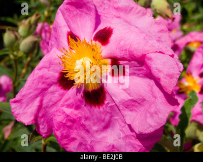 Cistus purpureus / Rockrose flower. Stock Photo