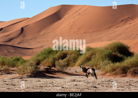 A Gemsbok (Oryx) near a large sand dune in the Namib-nuakluft desert near Sossusvlei in Namibia Stock Photo