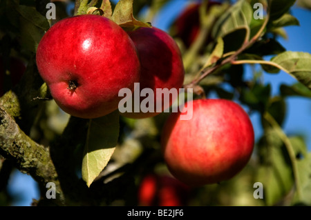 Ripe red apples Stock Photo