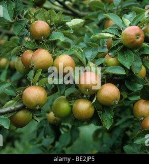 Mature coxs orange pippin apple fruit on the tree Stock Photo
