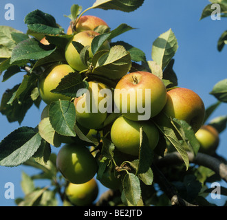 Mature Coxs orange pippin apple fruit on the tree Stock Photo