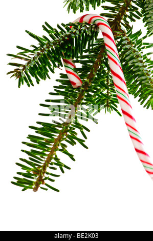 Closeup of striped candy cane hung on christmas tree isolated on white Stock Photo