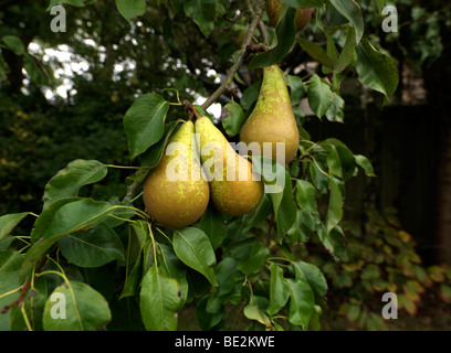 Conference Pears Hanging Ripe on Pear Tree in Autumn Stock Photo