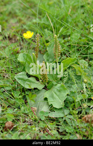 Greater plantain (Plantago major) flowering in a garden lawn Stock Photo