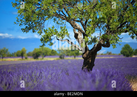LAVENDER FIELD TO VALENSOLE, PROVENCE, FRANCE Stock Photo