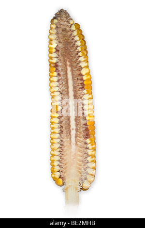 The longitudinal section of a maize ear (Zea mays). Coupe longitudinale d'un épi de maïs (Zea mays). Stock Photo