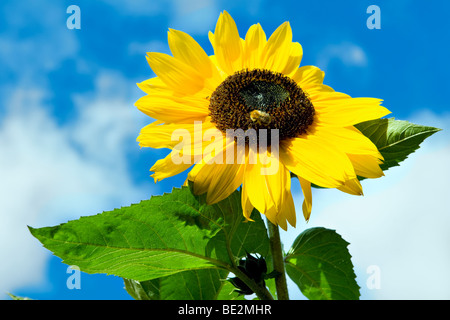 Bright yellow sunflower with dark center against a bright blue sky taken in summer with bee feeding Stock Photo