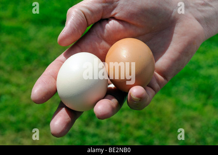 Hand holding fresh eggs Stock Photo