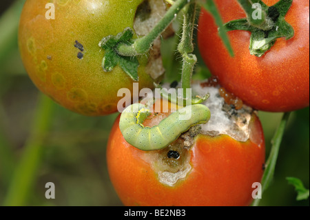 Tomato moth (Lacanobia oleracea) caterpillar on damage ripe tomato fruit Stock Photo