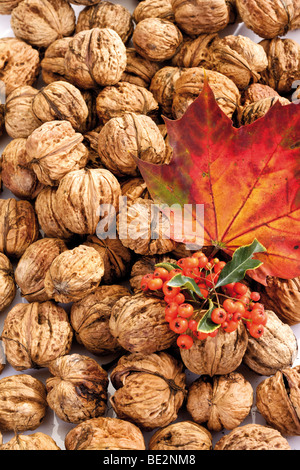 Walnuts, firethorn and maple leaf Stock Photo