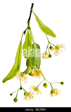 Isolated image of yellow linden flower and branch Stock Photo