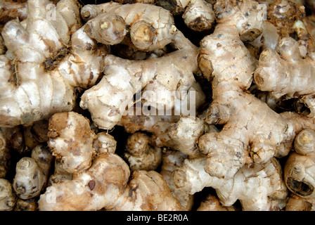 Alpinia galanga - Thai Ginger - Galangal