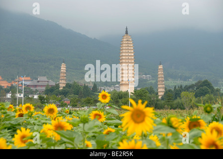 Ancient Buddhist towers, sunflowers, Three Pagodas, Dali, Yunnan Province, People's Republic of China, Asia Stock Photo