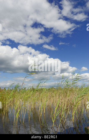 Cloudy mood on a windy day in late summer with Common Reed (Phragmites australis) in a moorland pond, Raubling, Bavaria, Alpine Stock Photo