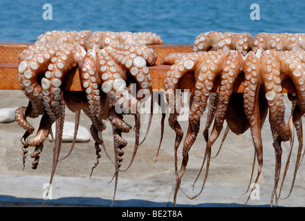 A fresh octopus are drying in the sunshine on the pier of the harbour of Naousa. Naousa, Paros Island, Cyclades Islands, Greece, Stock Photo