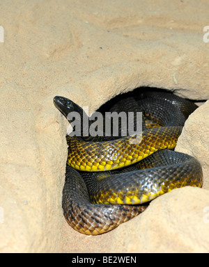 Inland Taipan, Western Taipan (Oxyuranus microlepidotus), most venomous land snake of the world, Northern Territory, Australia Stock Photo