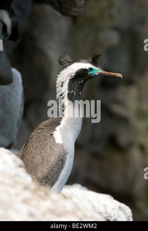 New Zealand spotted shag Stock Photo