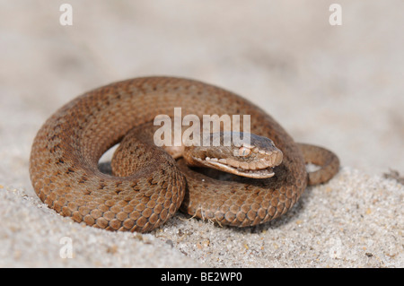 Young European Adder (Vipera berus), about 15 cm long Stock Photo