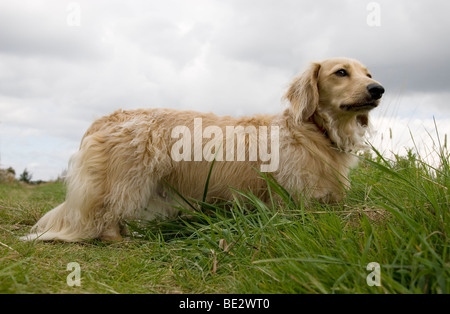 fawn coloured long haired Daschund outdoors Stock Photo