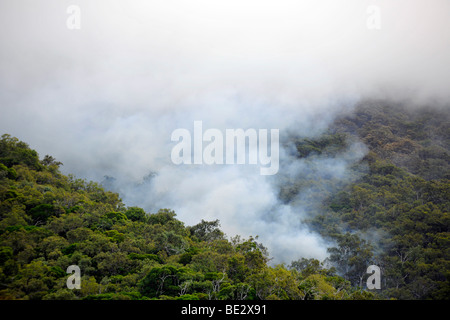 Forest fire, tropical rainforest, Daintree National Park, Queensland, Australia Stock Photo