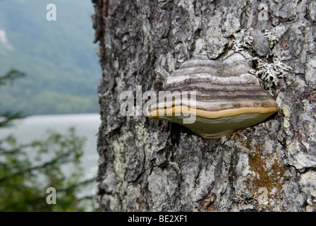 Shelf fungus, Ganoderma sp., feeding parasitically on a living tree. Stock Photo