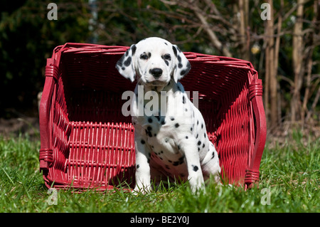Dalmatian puppy sitting in front of a wicker basket Stock Photo