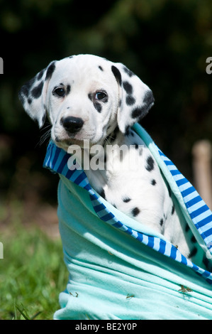 Dalmatian puppy wrapped in blanket Stock Photo