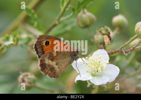 Rust brown Meadow Brown (Maniola tithonus) butterfly