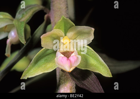 Violet Helleborine (Epipactis purpurata), single flower Stock Photo