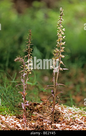 Violet Helleborine (Epipactis purpurata) Stock Photo