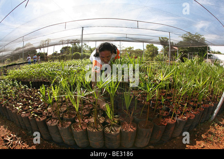 ISA is a Brazilian NGO supported by several european donors and manages a tree nursery for replaning forest. They encourage Indi Stock Photo