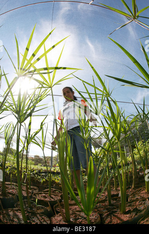 ISA is a Brazilian NGO supported by several european donors and manages a tree nursery for replaning forest. They encourage Indi Stock Photo