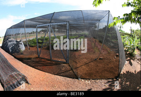 ISA is a Brazilian NGO supported by several european donors and manages a tree nursery for replaning forest. They encourage Indi Stock Photo