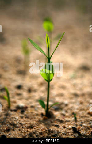 ISA is a Brazilian NGO supported by several european donors and manages a tree nursery for replaning forest. They encourage Indi Stock Photo