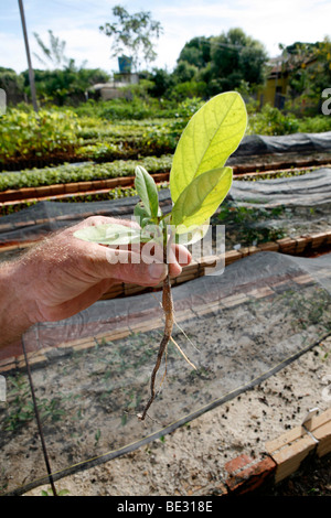 ISA is a Brazilian NGO supported by several european donors and manages a tree nursery for replaning forest. They encourage Indi Stock Photo