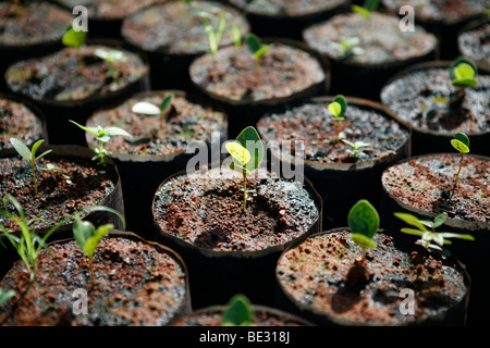 ISA is a Brazilian NGO supported by several european donors and manages a tree nursery for replaning forest. They encourage Indi Stock Photo