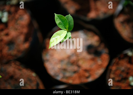 ISA is a Brazilian NGO supported by several european donors and manages a tree nursery for replaning forest. They encourage Indi Stock Photo