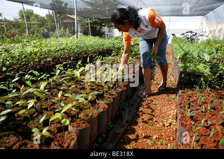 ISA is a Brazilian NGO supported by several european donors and manages a tree nursery for replaning forest. They encourage Indi Stock Photo