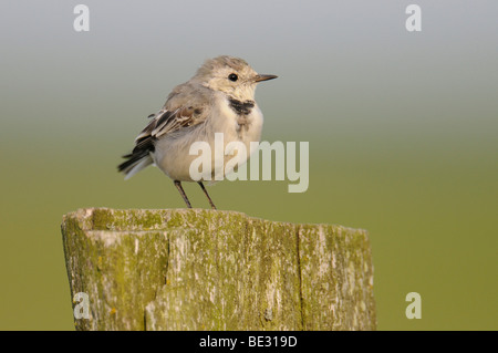 Young White Wagtail (Motacilla alba) Stock Photo