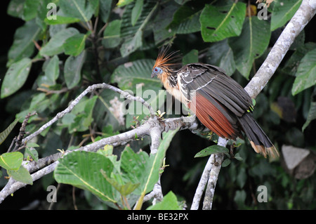 Hoatzin, Stinkbird, or Canje Pheasant (Opisthocomus hoazin) at Lago Tres Chimbadas, Rainforest, Amazonas, Peru, South America, Stock Photo