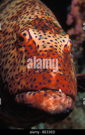 Red Sea Coral Grouper, Plectropomus pessuliferus marisrubri, Sharm el Sheikh, Sinai, Red Sea, Egypt Stock Photo