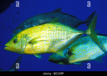 Yellow-spotted Travelly, Caranx bajad, Ras Mohammed, Sinai, Red Sea, Egypt Stock Photo