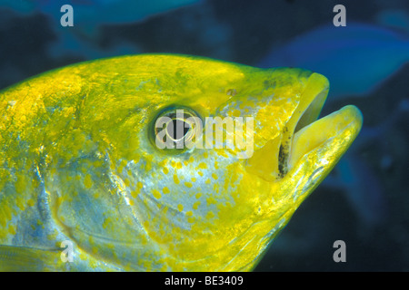 Yellow-spotted Travelly, Caranx bajad, Dahab, Sinai, Red Sea, Egypt Stock Photo