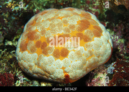 Cushion Starfish, Culcita sp., Bunaken, Sulawesi, Indonesia Stock Photo