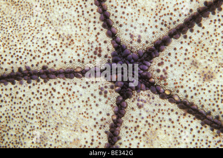 Close up of Mouth of Cushion Starfish, Culcita sp., Bunaken, Sulawesi, Indonesia Stock Photo